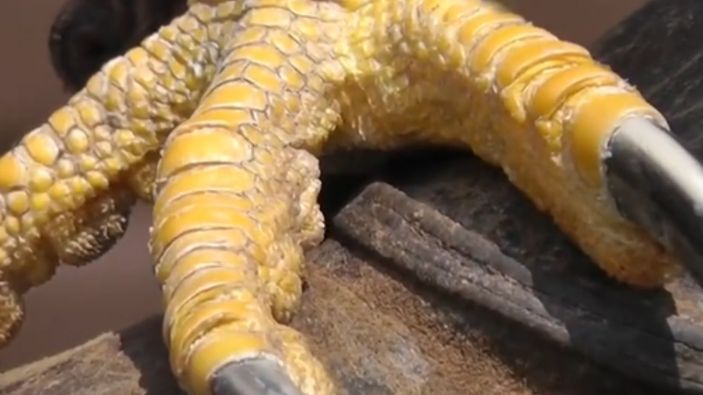 Beşiktaş'tan şafak operasyonu paylaşımı