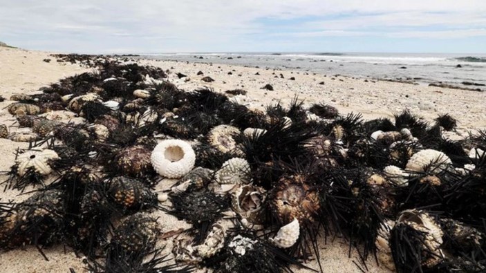 Fransa adası Reunion'da 5 binden fazla deniz kestanesi ölü bulundu