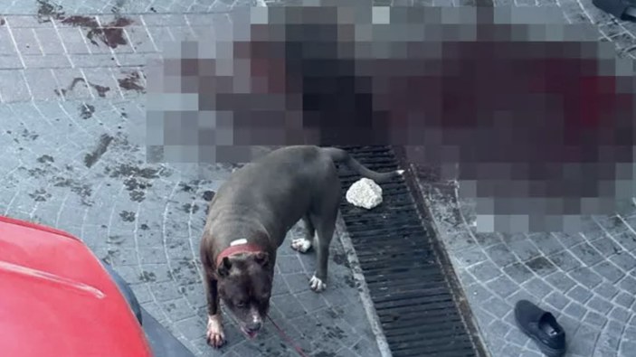 Bakırköy'de başıboş köpek dehşet saçtı: Yaşlı adam kanlar içinde kaldı