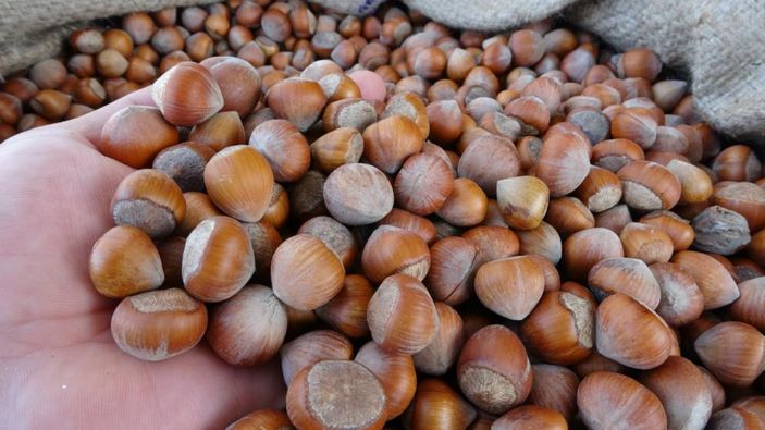 TMO Ordu’da fındık alımına başladı