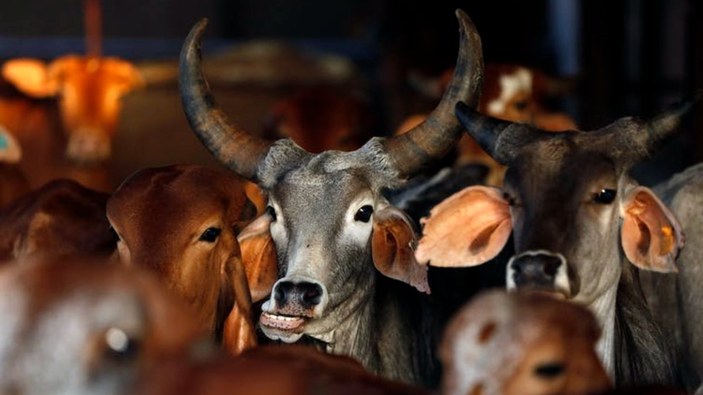 Kamboçya'nın Hindistan'dan aldığı etlerde koronavirüs çıktı