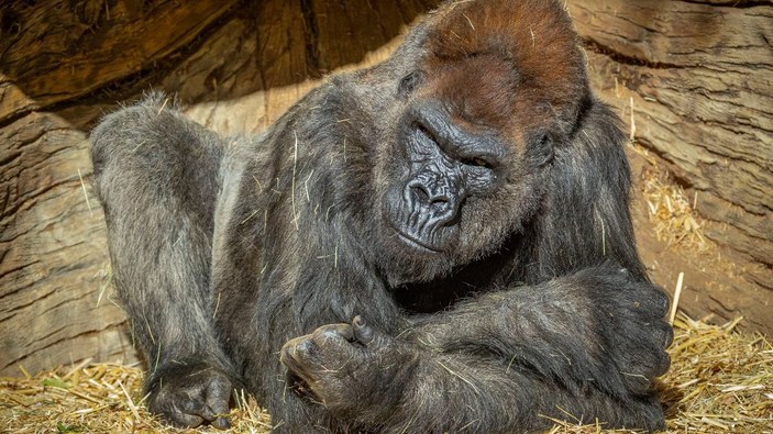 ABD'de korona testi yapılan gorillerin sonucu pozitif çıktı