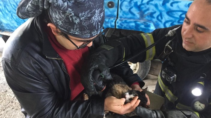 Antalya'da yangından kurtarılan kedi hayata döndürüldü