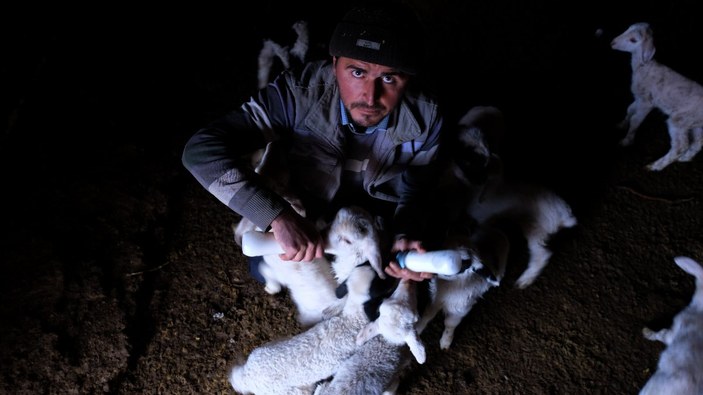 Konya'da 124 koyun çalınınca, kuzuları biberonla beslemeye başladılar
