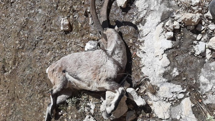 Mersin'de yaban keçileri telef oldu