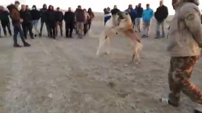 Konya'da köpek dövüştüren 5 kişiye 26 bin lira ceza