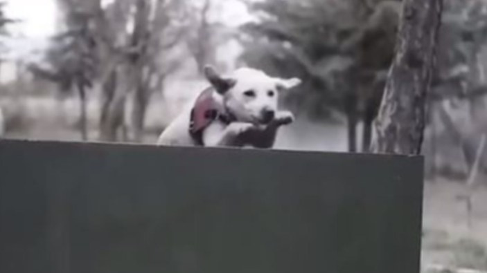 Bomba arama köpeği Orya'nın eğitim görüntüleri