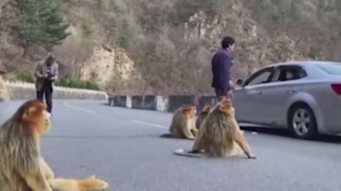 Çin'de acıkan maymunlar yolu kapattı