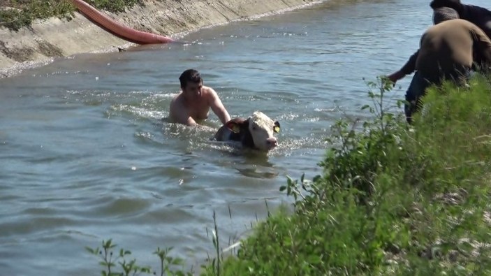 Samsun'da kanala düşen inek ve buzağı kurtarıldı