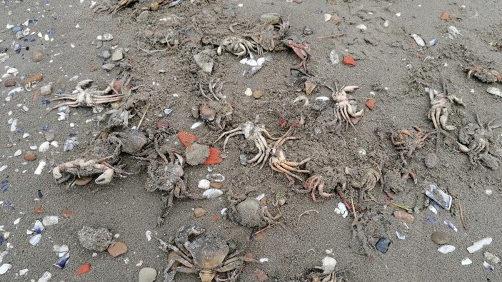 Silivri'de ölü yengeçler sahile vurdu