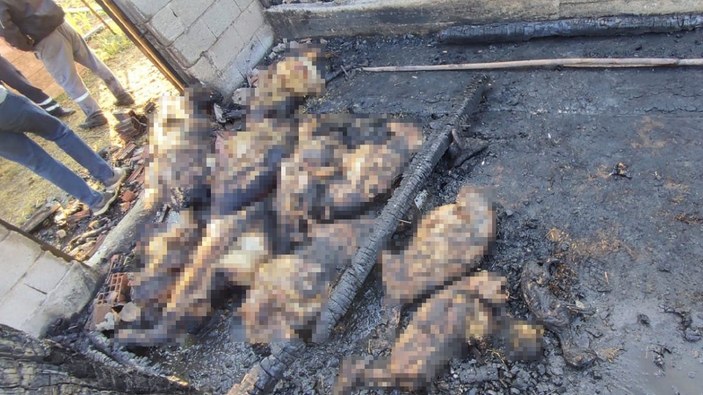 Uşak’ta besihanede yangın: 26 hayvan yanarak telef oldu