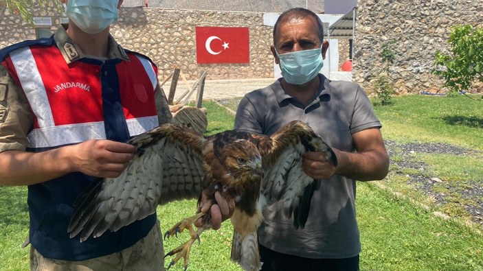 Tunceli'de bulunan yaralı kızıl şahin, tedaviye alındı