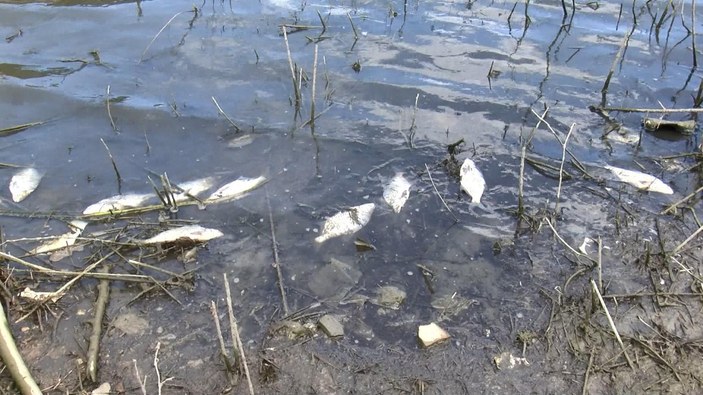 Alibeyköy Barajı'nda ölü balıklar kıyıya vurdu