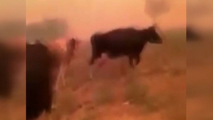 Antalya'da inekleri alevlerin ortasında kalan adamın yürek yakan feryadı