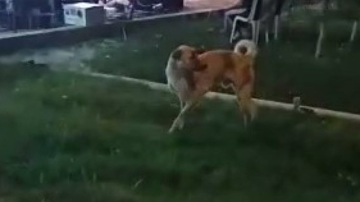 Denizli'de düğünde dans eden köpek