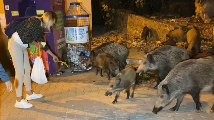 Muğla'da kente inen domuzları turistler besledi