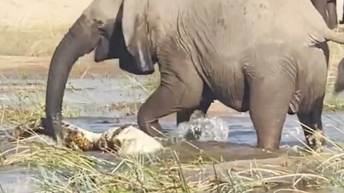 Afrika'da fil, timsahı ezerek öldürdü
