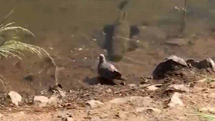 Brezilya’da, balığın güvercin avı kamerada