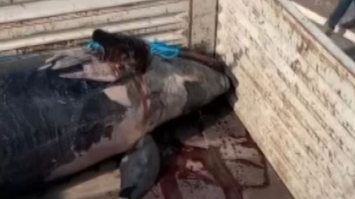 Yalancı katil balina Antalya'da görüldü