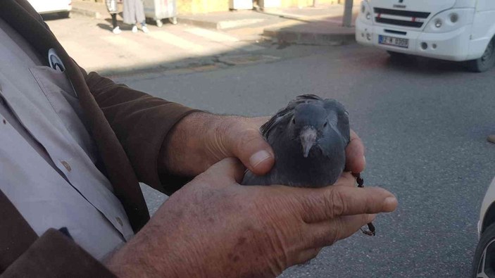 Adıyaman'daki trafikte güvercin yakalama operasyonu