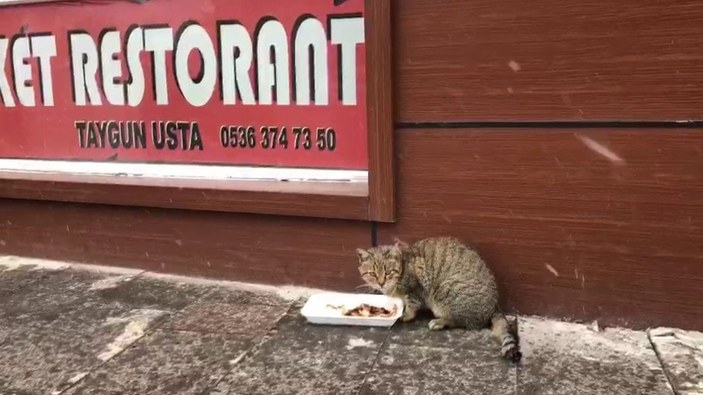 Ardahan'daki sevimli kedi, soğukta lokantaya sığınmaya çalıştı
