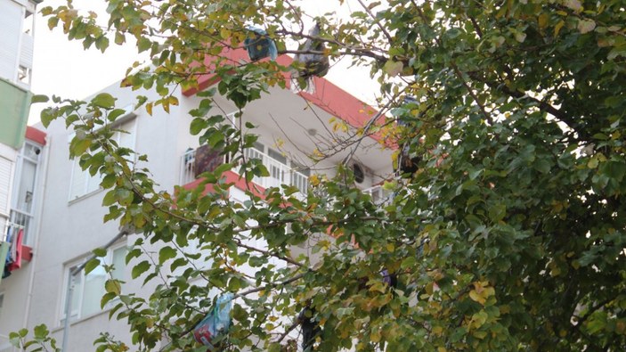Antalya'da konteynere atılan çöpler ağaçta asılı kaldı