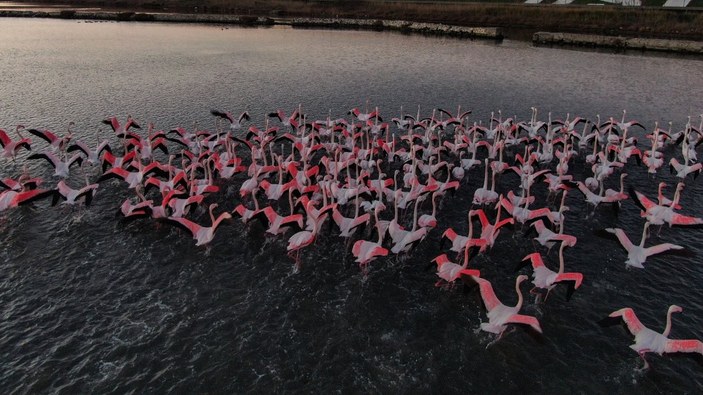 Büyükçekmece'deki flamingolardan renkli görüntüler