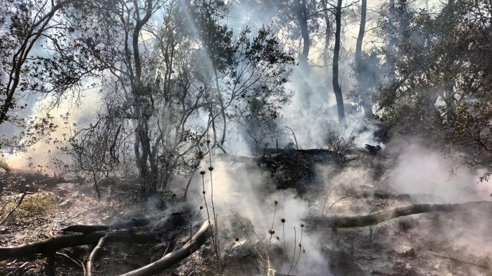 Antalya'da, ormanda çıkan yangın söndürüldü