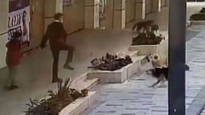 Avcılar'da servis bekleyen çocuğa sokak köpekleri saldırdı