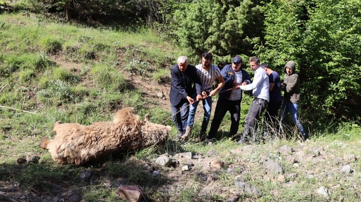 Erzurum'da hayvan otlatan çiftçi, ayı saldırısıyla öldü