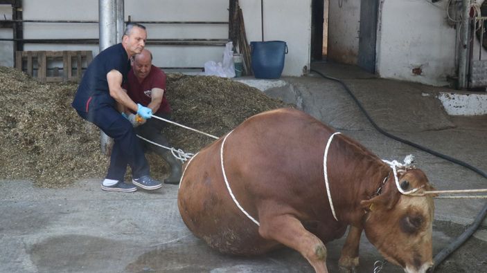 Kurban yatırmada Rueff tekniği