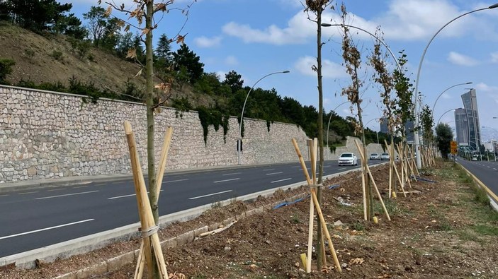 Ankara’da dikilen binlerce ağaç kurudu