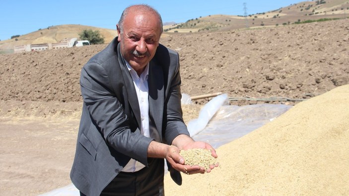 Sivas’ta buğday hasadı: Ambarlara sığmadı
