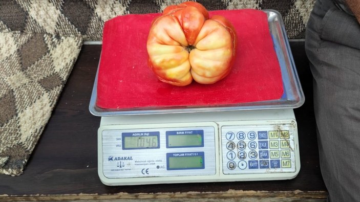 Batman'da bir kiloluk domatesler tezgaha çıktı