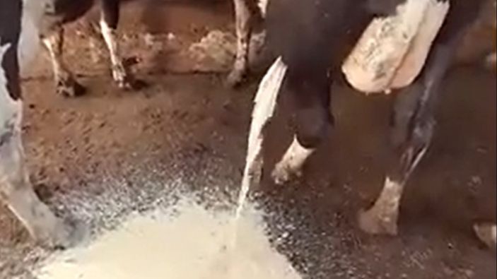 Hasta ineğin bacağından akan iltihap şaşkına çevirdi