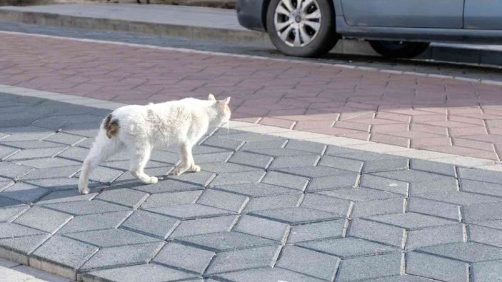 Gümüşhane'de kedilere büyü işkencesi