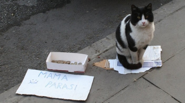 Bilecik'te bir kedi, mama parası biriktirmek için kaldırımda bekliyor