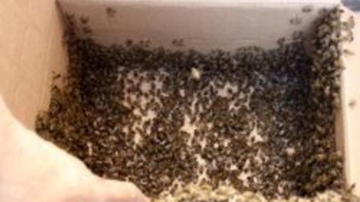Kadıköy'de arıların istilası