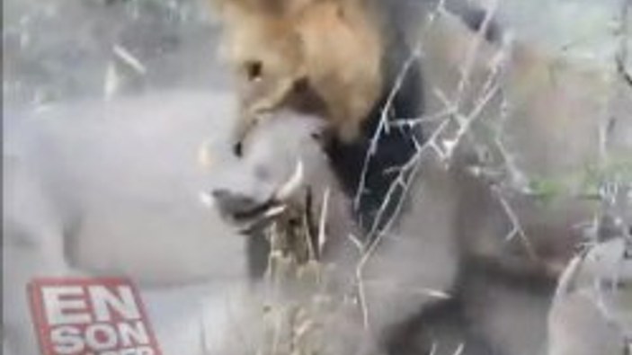 Erkek aslanlar domuzu canlı canlı parçaladı - Video