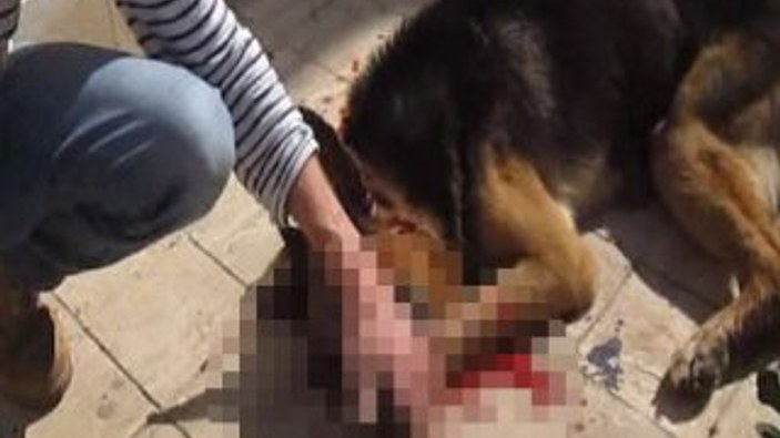 Bodrum'da bir kişi kendi köpeğini sokak ortasında öldürdü