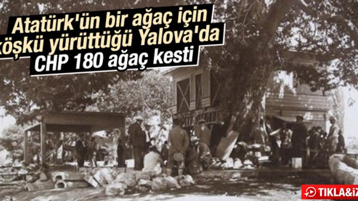 Atatürk Yalova'daki ağacın kesilmesini engellemişti