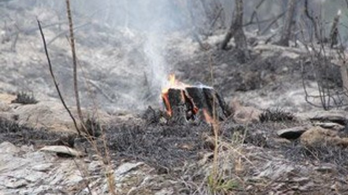 Hatay'da orman yangını