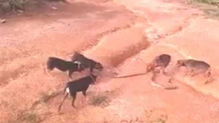 Av köpekleri kobraya saldırdı
