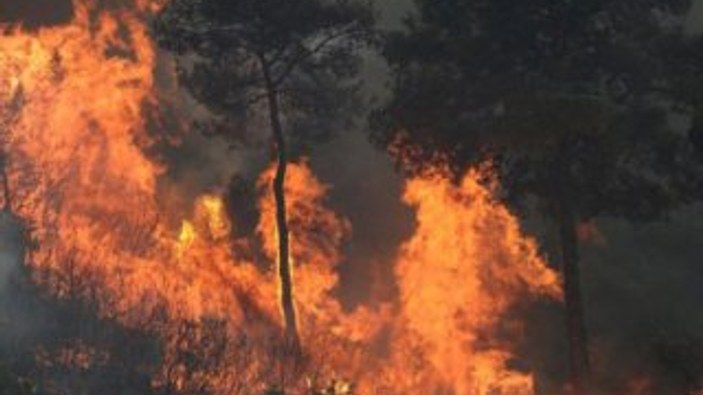 Kuzey ve Güney Kore'nin ortasında yangın çıktı