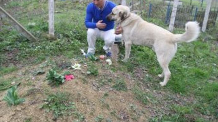 Kangal ölen sahibinin mezarını her gün ziyaret ediyor
