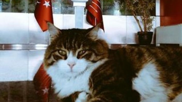 CHP'nin temsilcisi kedi Şero olacak
