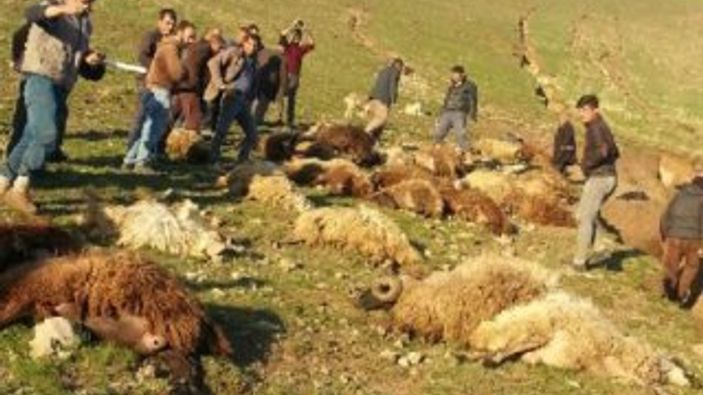Ağrı'da sele kapılan 70 koyun telef oldu