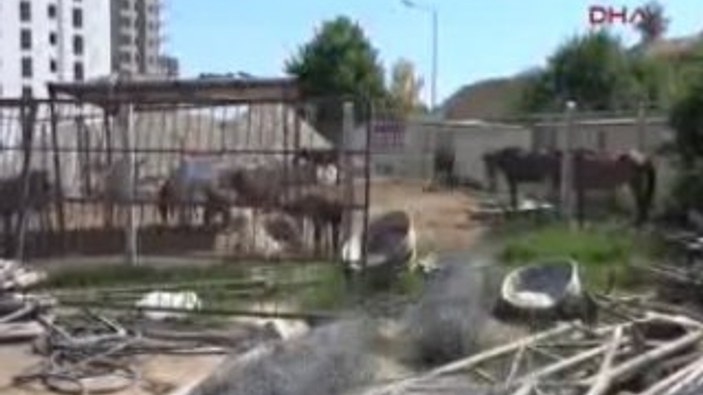 Adana'da kesilmek üzere 29 at ile 3 eşek ele geçirildi