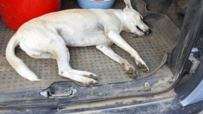 Muğla'da sokak köpekleri zehirlendi