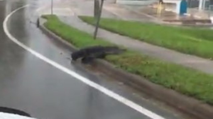 Florida'da karşıdan karşıya geçen timsah trafiği durdurdu